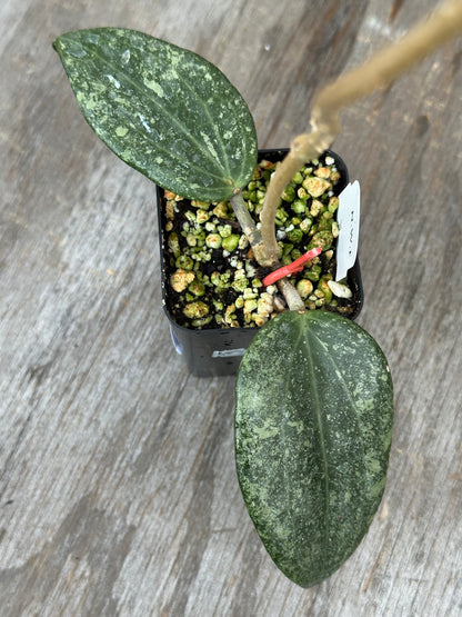 Hoya Latifolia 'Rimba Perak' 727WEB049