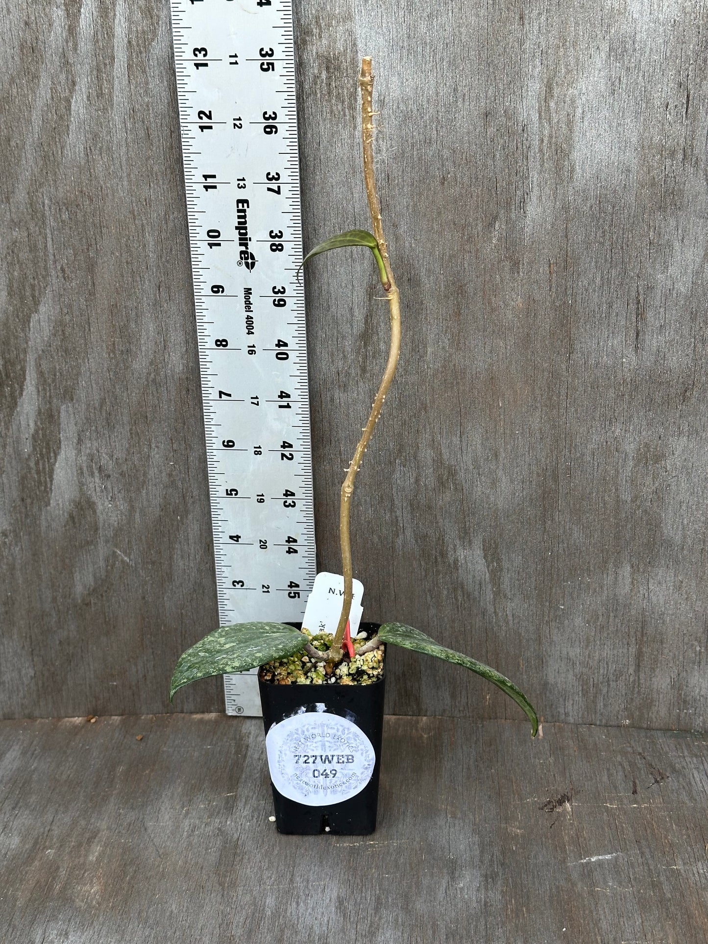 Hoya Latifolia 'Rimba Perak' 727WEB049