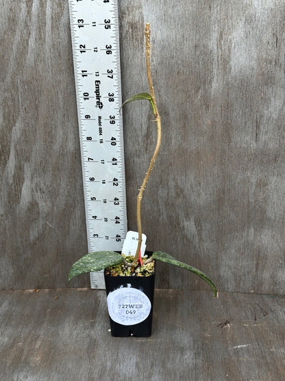 Hoya Latifolia 'Rimba Perak' 727WEB049