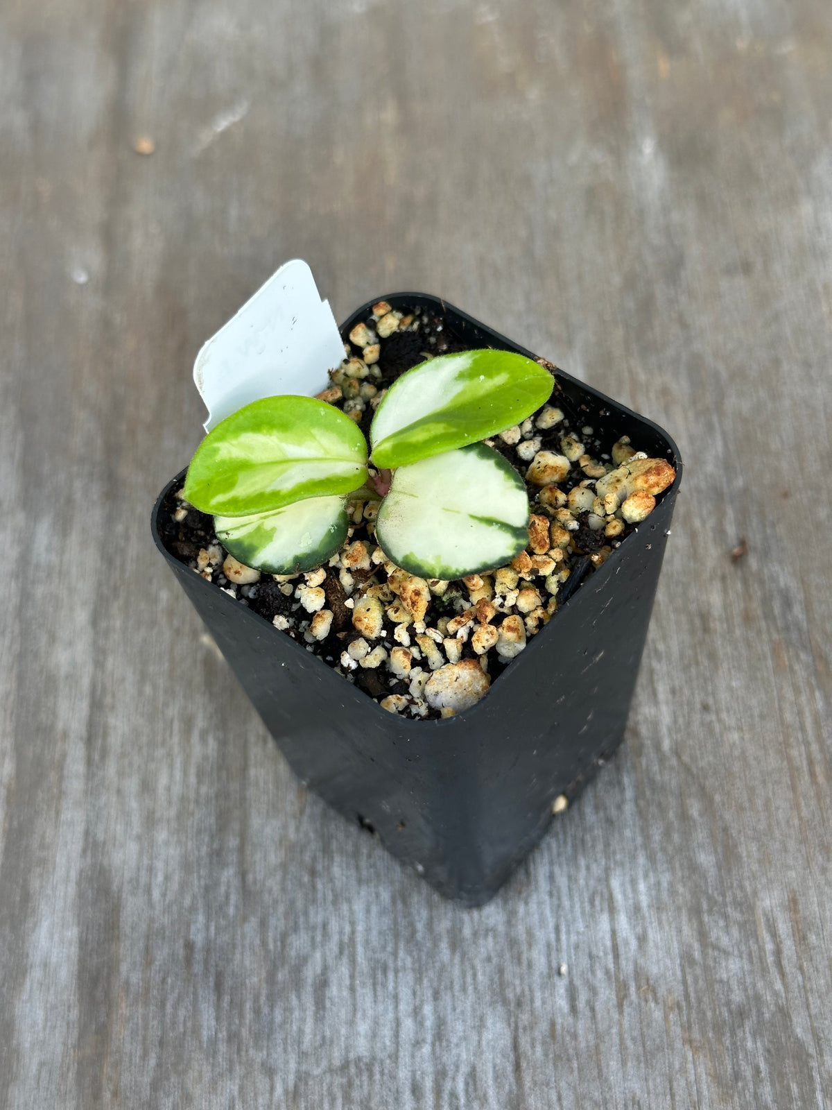Hoya Mathilde Variegated