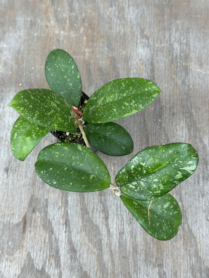 Hoya Meena (Crassipetiolata splash x Michele splash) 803WEB002