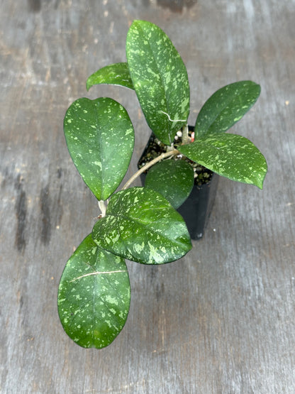 Hoya Meena (Crassipetiolata splash x Michele splash) 803WEB002
