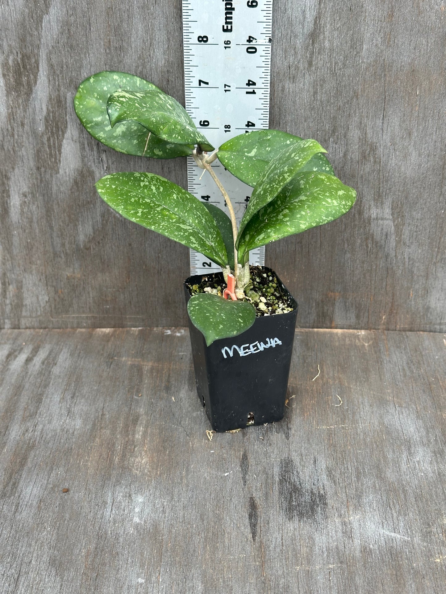Hoya Meena (Crassipetiolata splash x Michele splash) 803WEB002