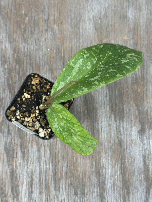 Hoya Meredithii ACEH