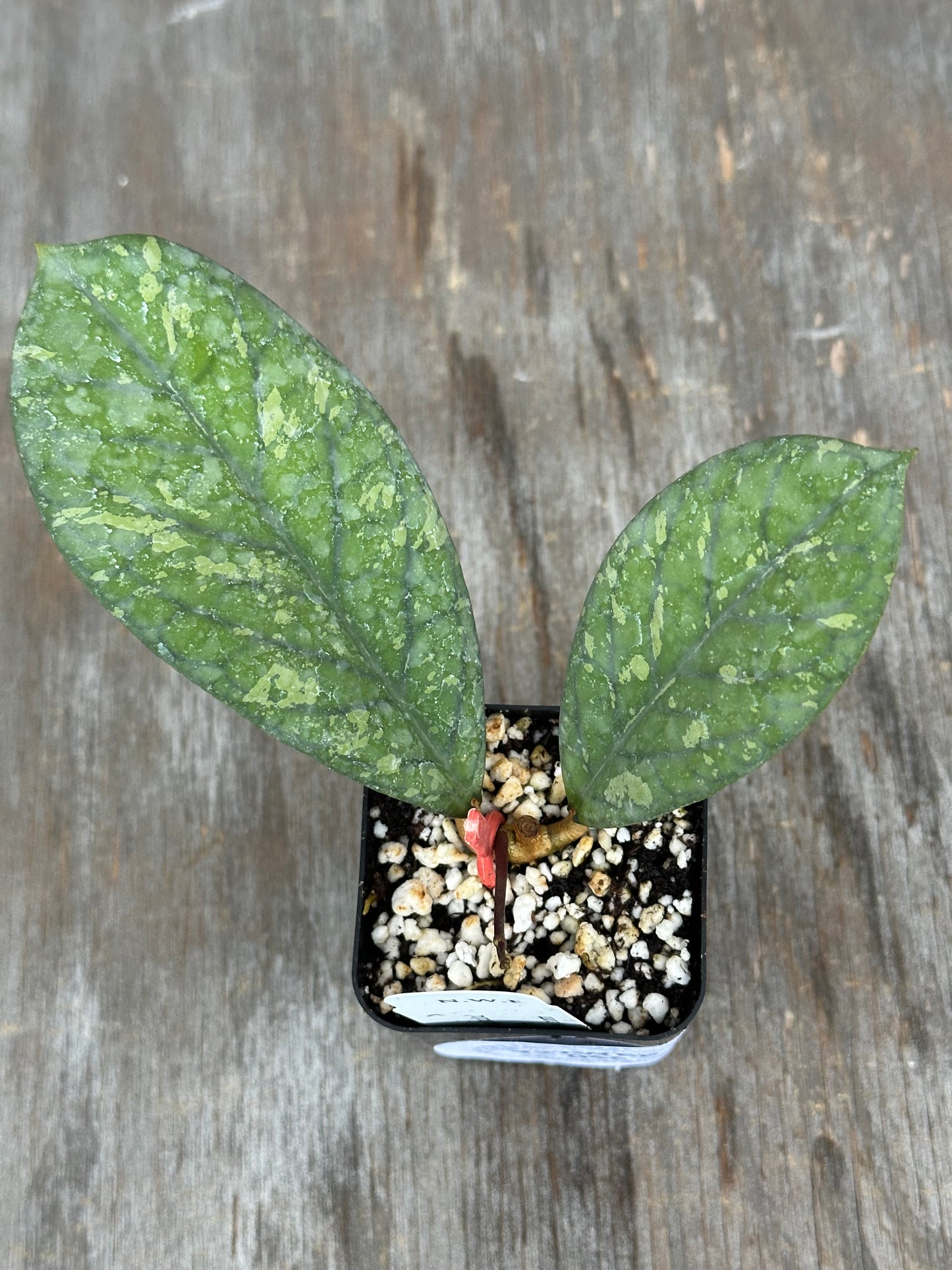 A small potted plant with two green variegated leaves in a square black nursery pot filled with perlite and soil, placed on a weathered wooden surface.