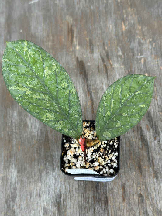 A small potted plant with two green variegated leaves in a square black nursery pot filled with perlite and soil, placed on a weathered wooden surface.