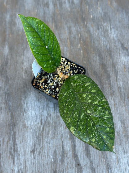 Hoya Meredithii Sp. Aceh