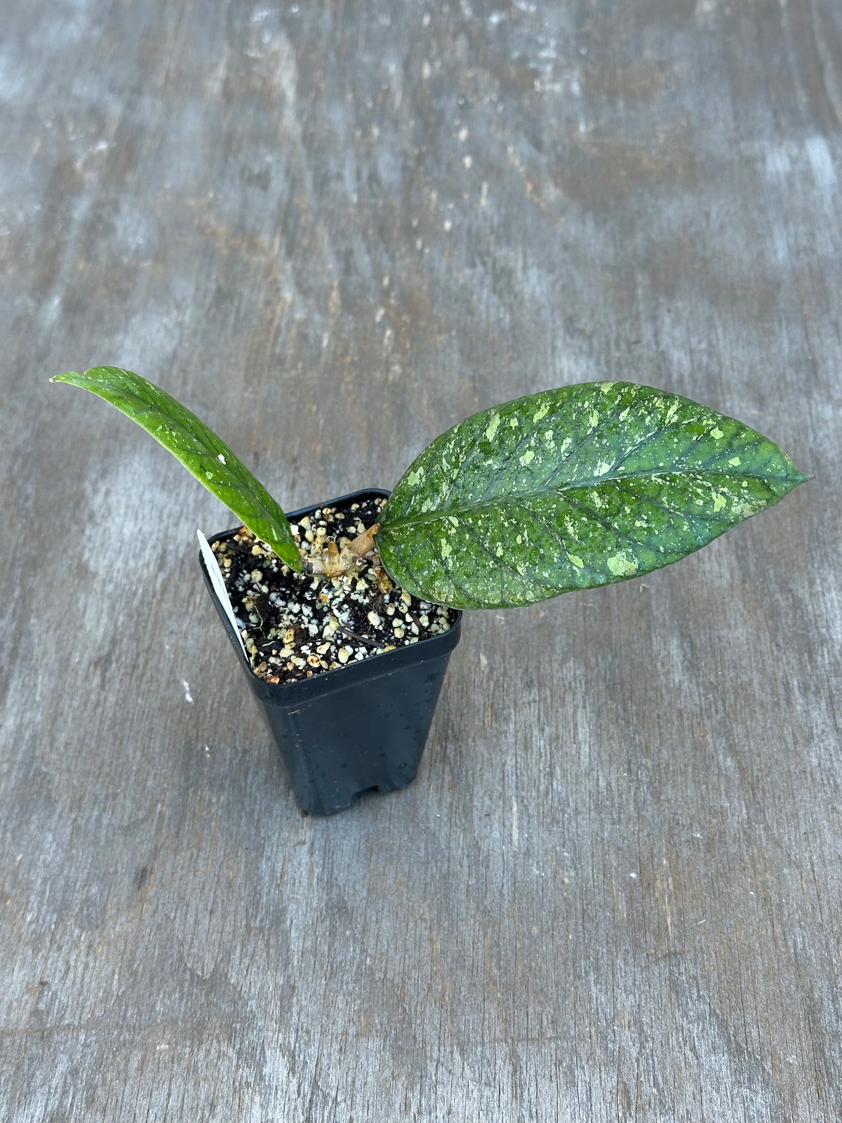 Hoya Meredithii Sp. Aceh