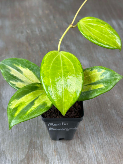 Hoya Merrillii Variegated (HMV1) 🌱 in a 2.5-inch pot, showcasing green leaves with cream variegation and a long runner.