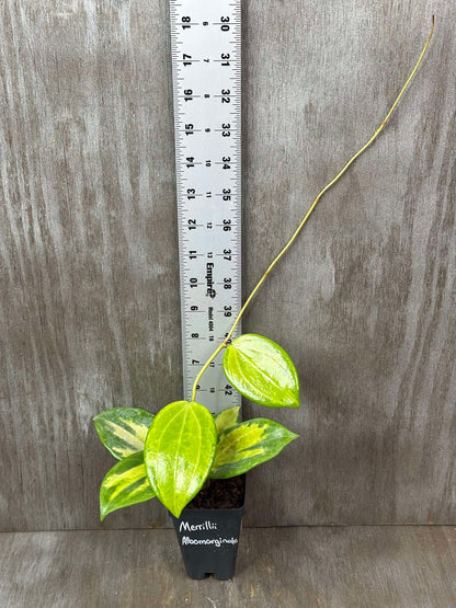 Hoya Merrillii Variegated (HMV1) 🌱 in a 2.5-inch pot with a ruler for scale, showcasing variegated leaves and a long runner.