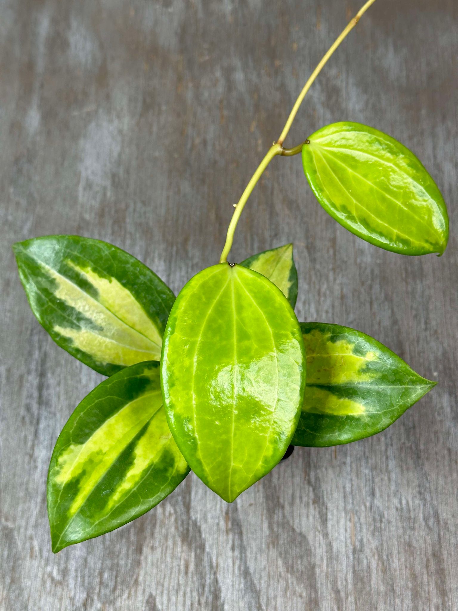 Hoya Merrillii Variegated (HMV1) 🌱, showcasing green leaves with cream variegation, close-up view highlighting intricate leaf patterns in a 2.5-inch pot.