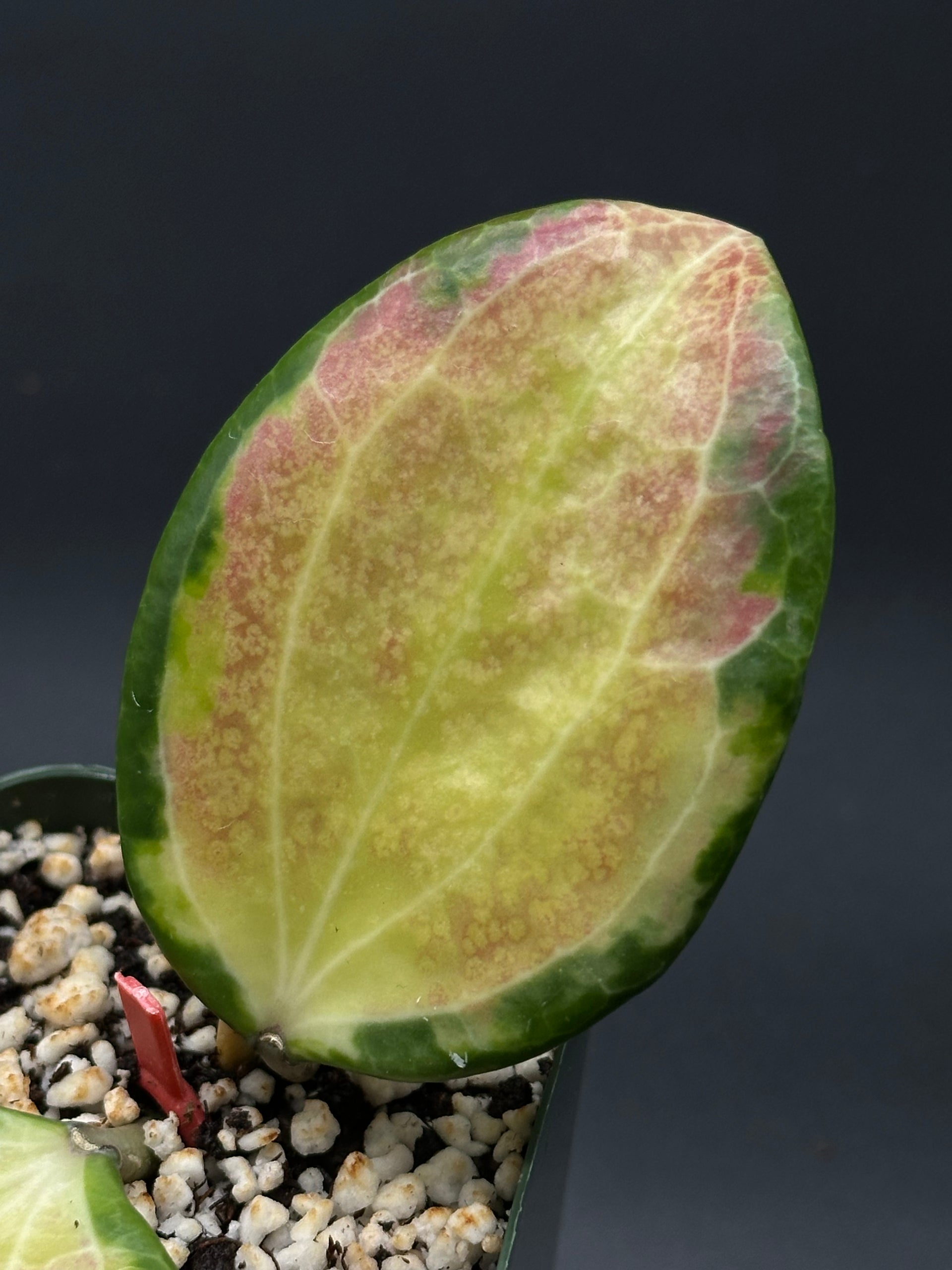 Hoya MerrIllii Variegated (HMV1) – Next World Exotics