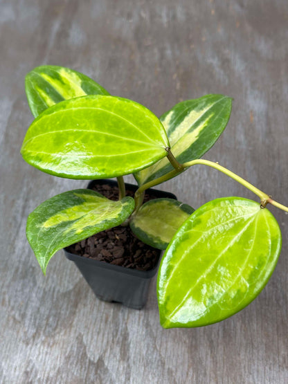 Hoya Merrillii Variegated (HMV1) 🌱 in a 2.5-inch pot with rich green leaves and cream variegation, featuring a long runner.