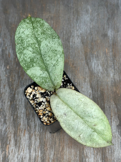 Hoya Mitrata Silver