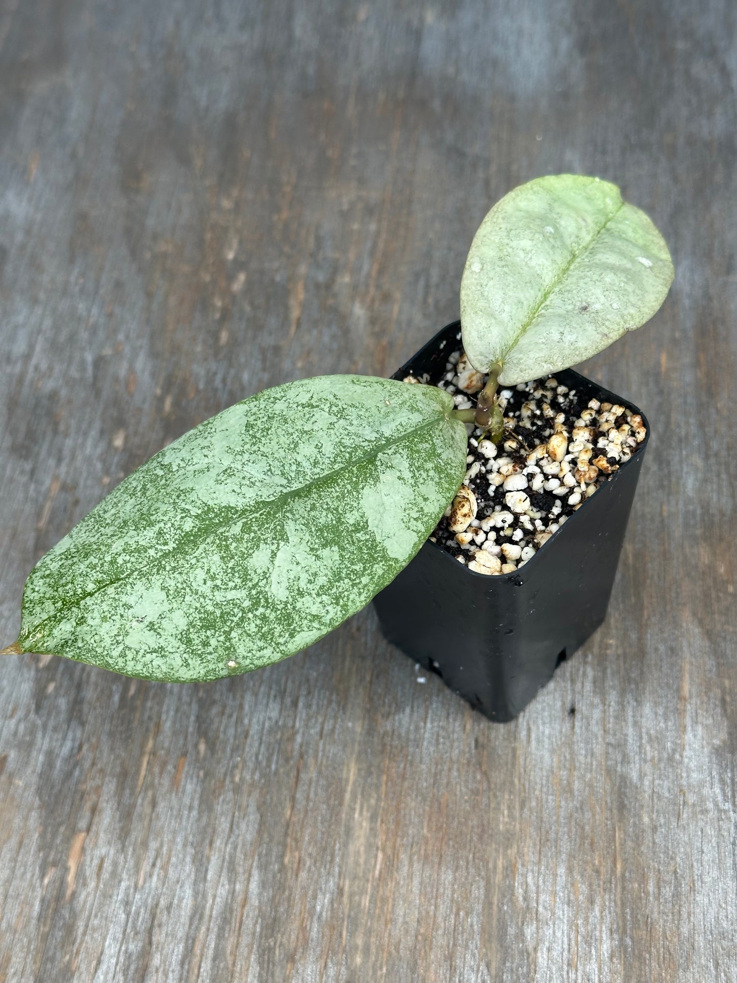 Hoya Mitrata Silver