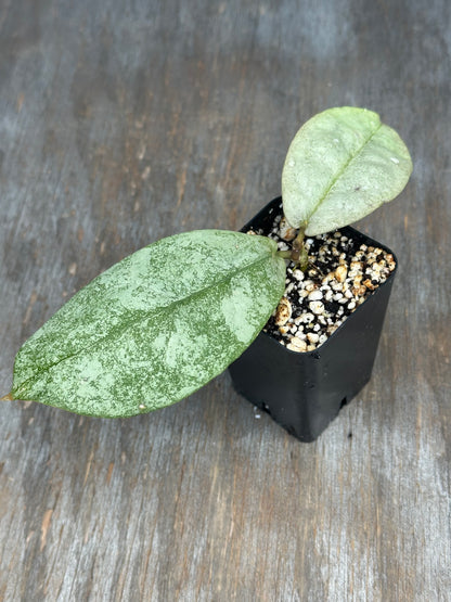 Hoya Mitrata Silver