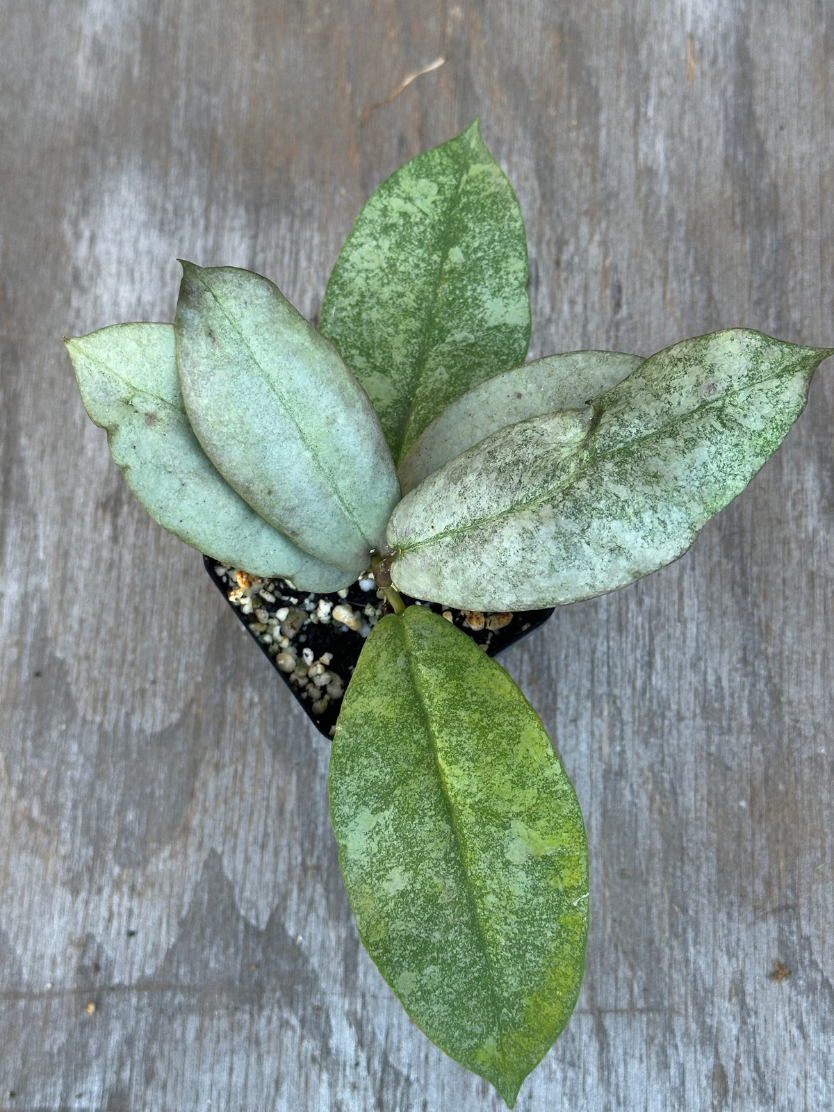 Hoya Mitrata Silver