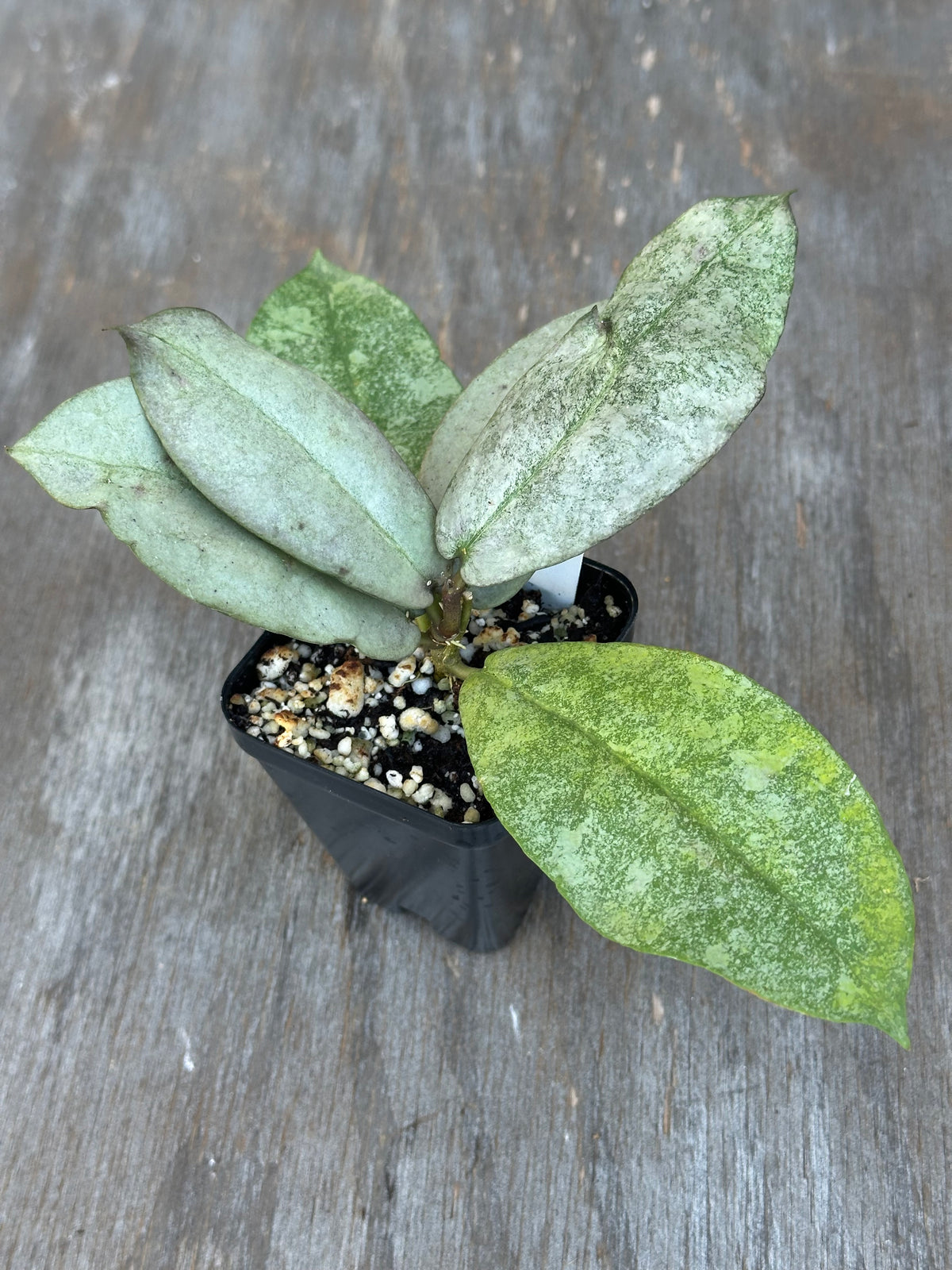 Hoya Mitrata Silver