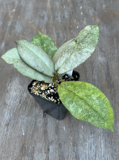 Hoya Mitrata Silver