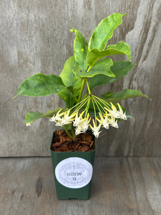 Hoya Multiflora Albomarginata (1031W11) in a 2.5 square pot, showcasing vibrant white flowers with yellow spikes and lush green leaves.