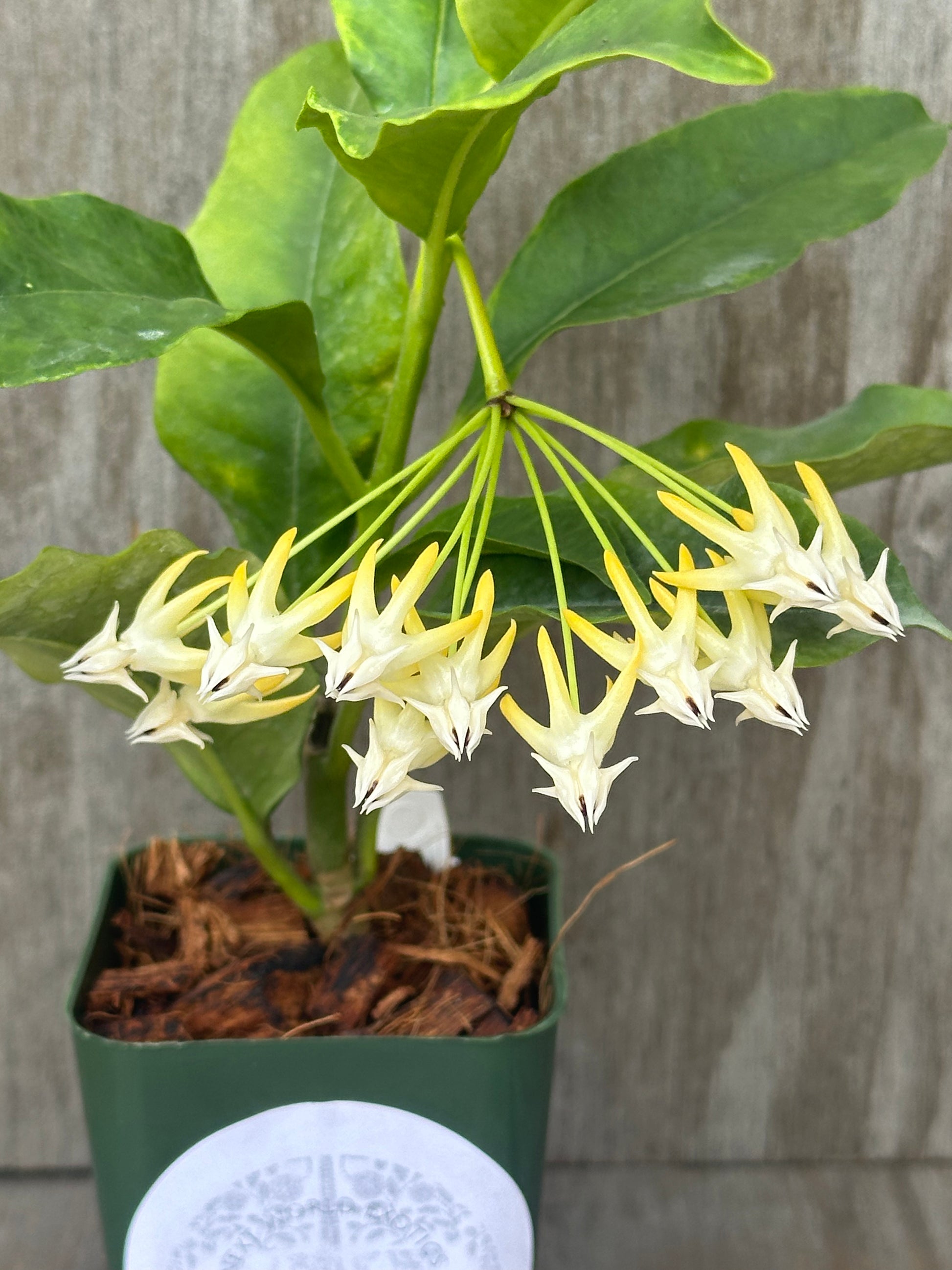 Hoya Multiflora Albomarginata (1031W11) featuring white flowers, displayed in a small square pot, highlighting its lush foliage and intricate blossoms.