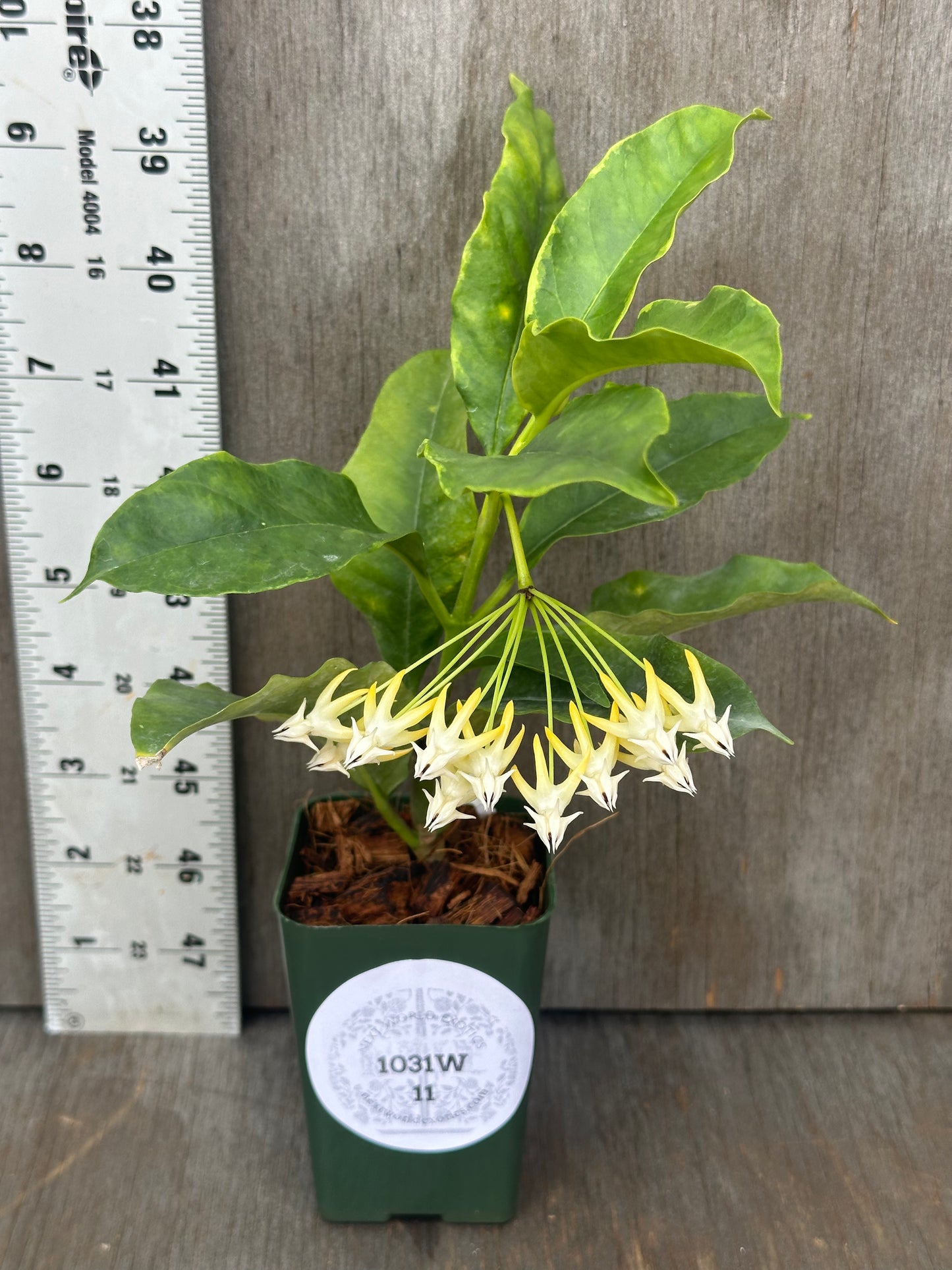 Hoya Multiflora Albomarginata (1031W11) in a 2.5 square pot, featuring white flowers with yellow tips, alongside a ruler for size reference.