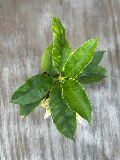 Hoya Multiflora Albomarginata (1031W11) in a 2.5 square pot, showcasing its lush green leaves with visible plant stems.