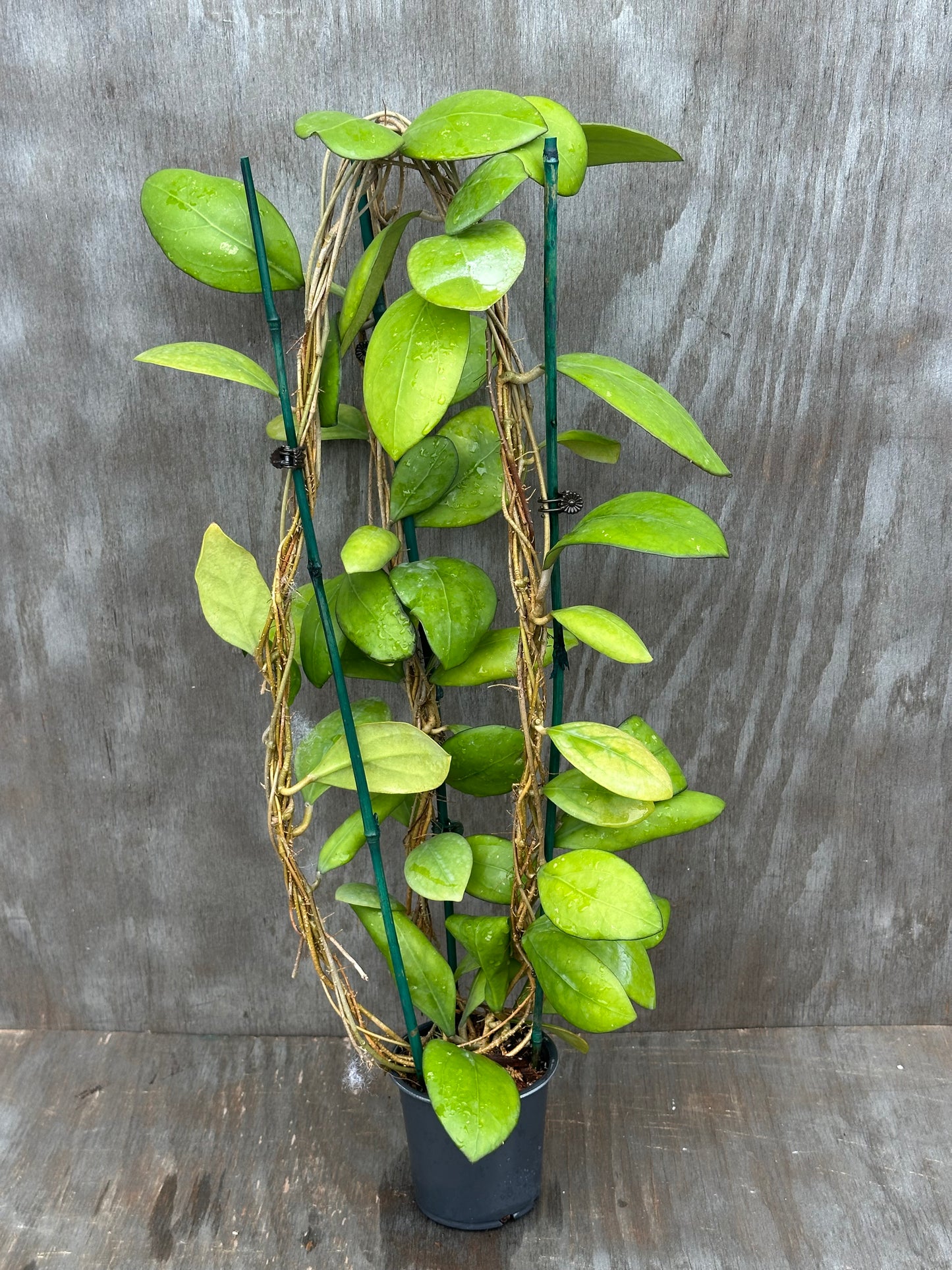 Hoya Nathalie MB1268 803WEB016