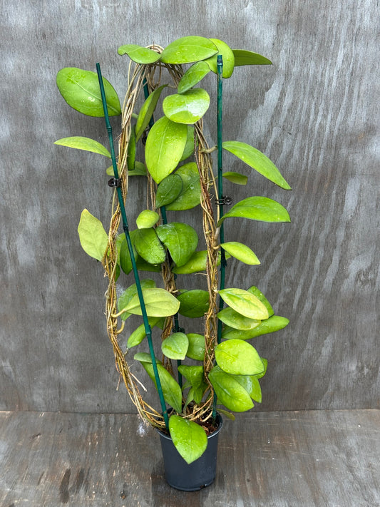 Hoya Nathalie MB1268 803WEB016