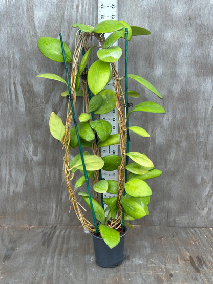 Hoya Nathalie MB1268 803WEB016