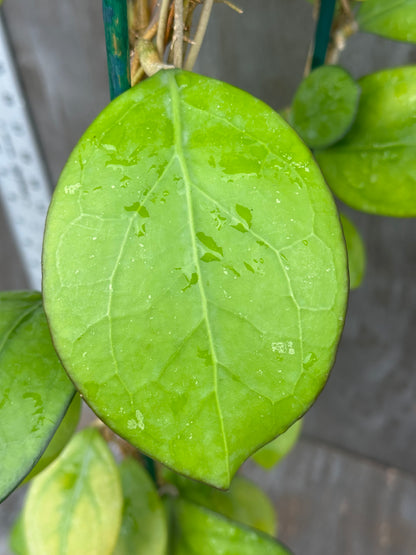 Hoya Nathalie MB1268 803WEB016