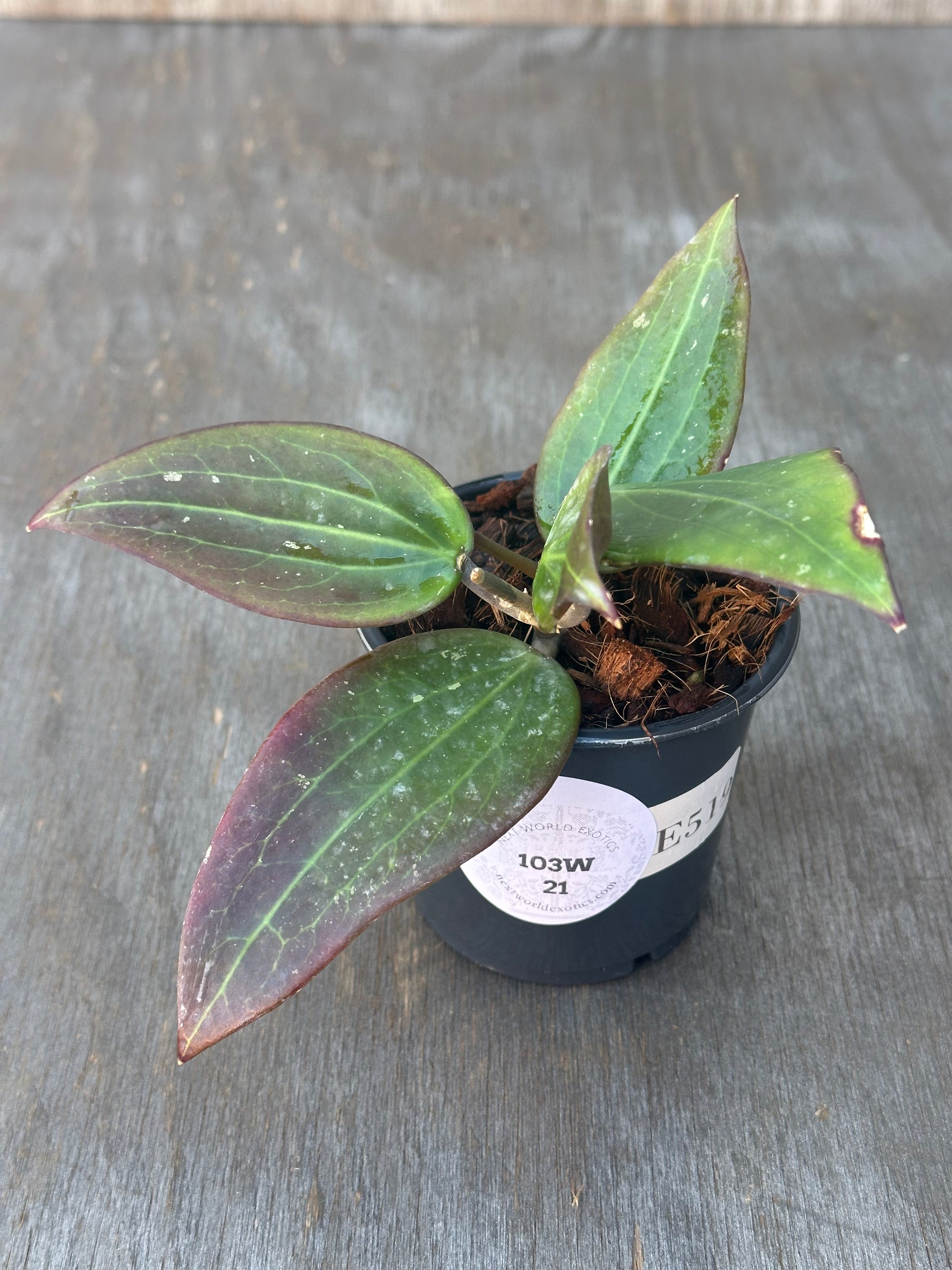 Potted Hoya Nicholsoniae (FKA Potsii Borneo Red Leaf) with vibrant green leaves, ideal for exotic houseplant collections.