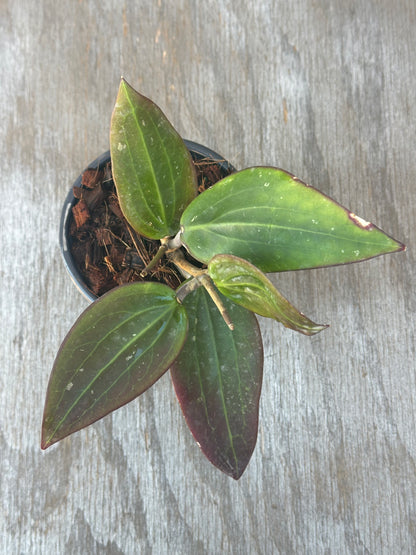 Hoya Nicholsoniae (FKA Potsii Borneo Red Leaf) in a pot, showcasing its lush, detailed leaves. Ideal for exotic houseplant collectors and enthusiasts.