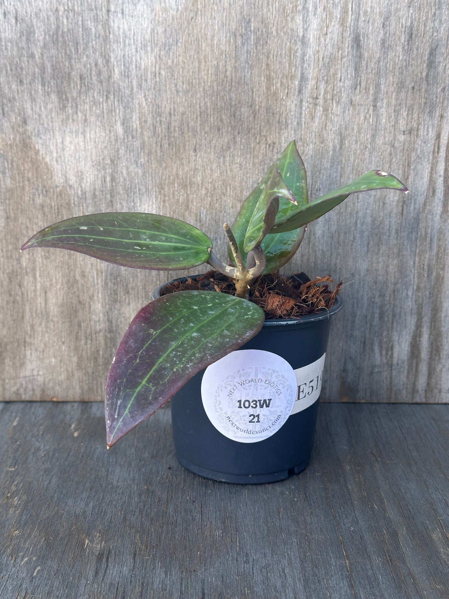 Potted Hoya Nicholsoniae (FKA Potsii Borneo Red Leaf), showcasing lush leaves. Ideal for collectors of rare variegated houseplants from Next World Exotics.