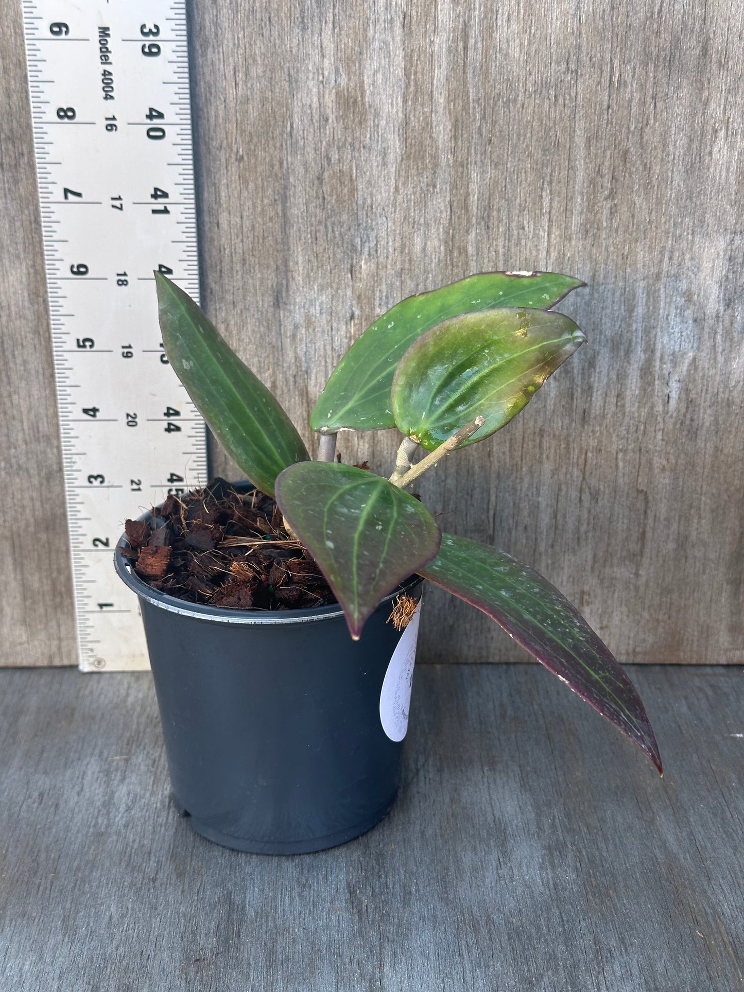 Hoya Nicholsoniae (FKA Potsii Borneo Red Leaf) in a decorative pot, showcasing its lush, variegated leaves. Ideal for exotic houseplant enthusiasts.