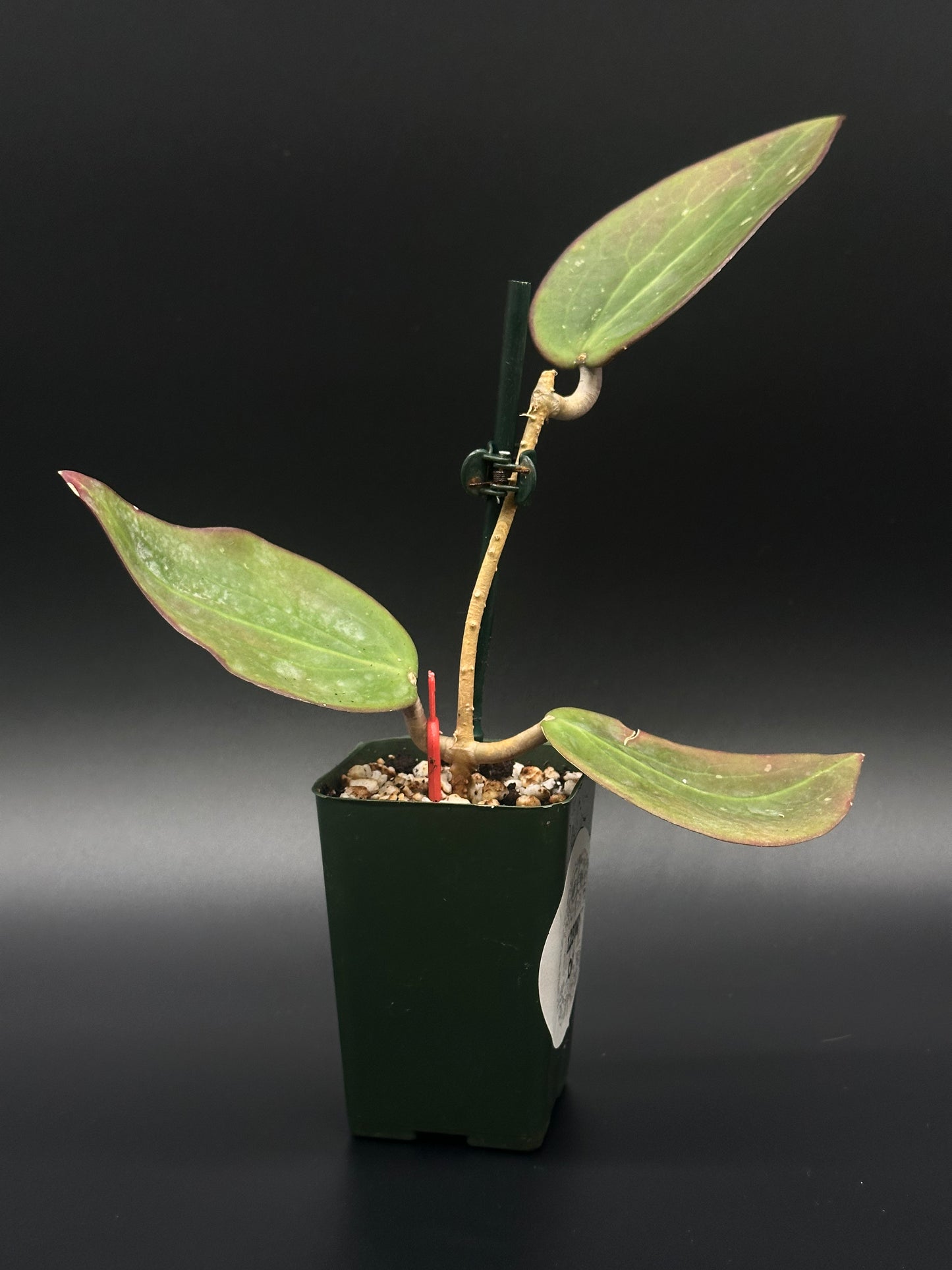 hoya philodendron Hoya Nicholsoniae (FKA Potsii Borneo Red Leaf) (123W09) – Next World Exotics
