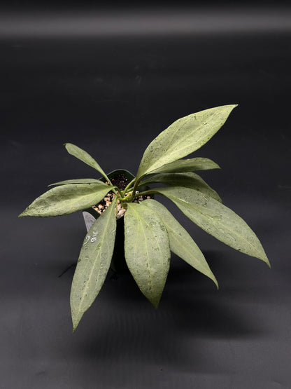 Hoya Nicholsoniae cv. 'New Guinea Ghost' (508W18) with variegated leaves, showcasing its exotic appeal, ideal for houseplant collectors seeking unique tropical varieties.