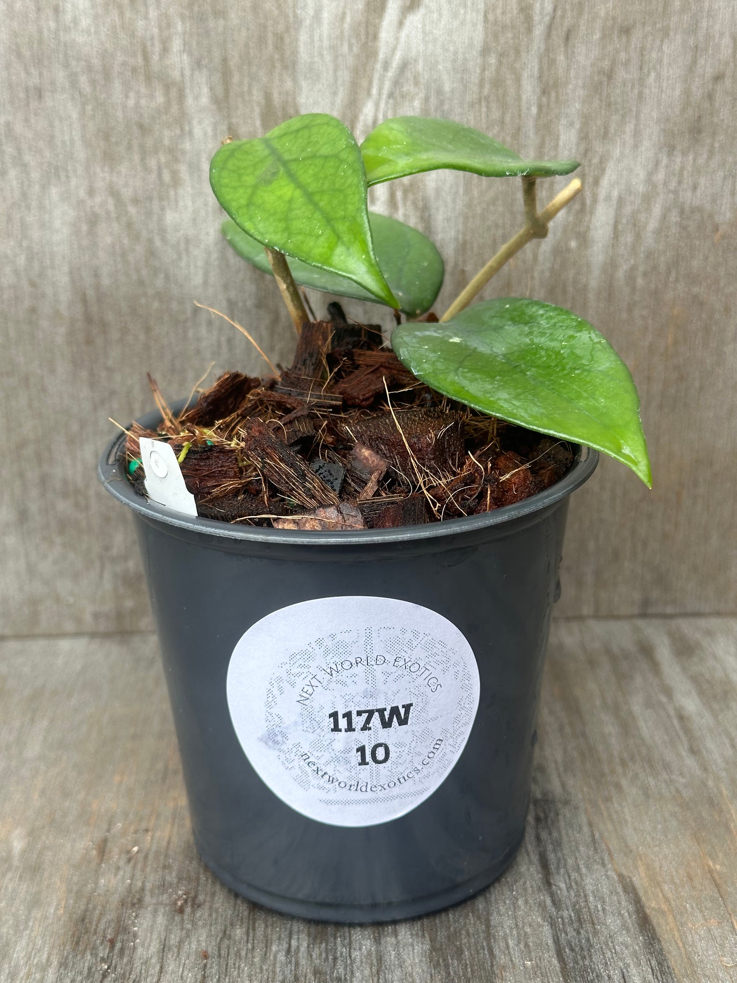 Hoya Nutans (117W10) in a pot, featuring lush green leaves. A white sticker with text is visible on the pot, representing Next World Exotics' rare plant collection.