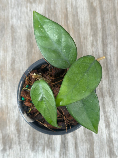 Hoya Nutans plant in a pot, showcasing lush green leaves, perfect for exotic houseplant enthusiasts seeking unique variegated tropical varieties from Next World Exotics.