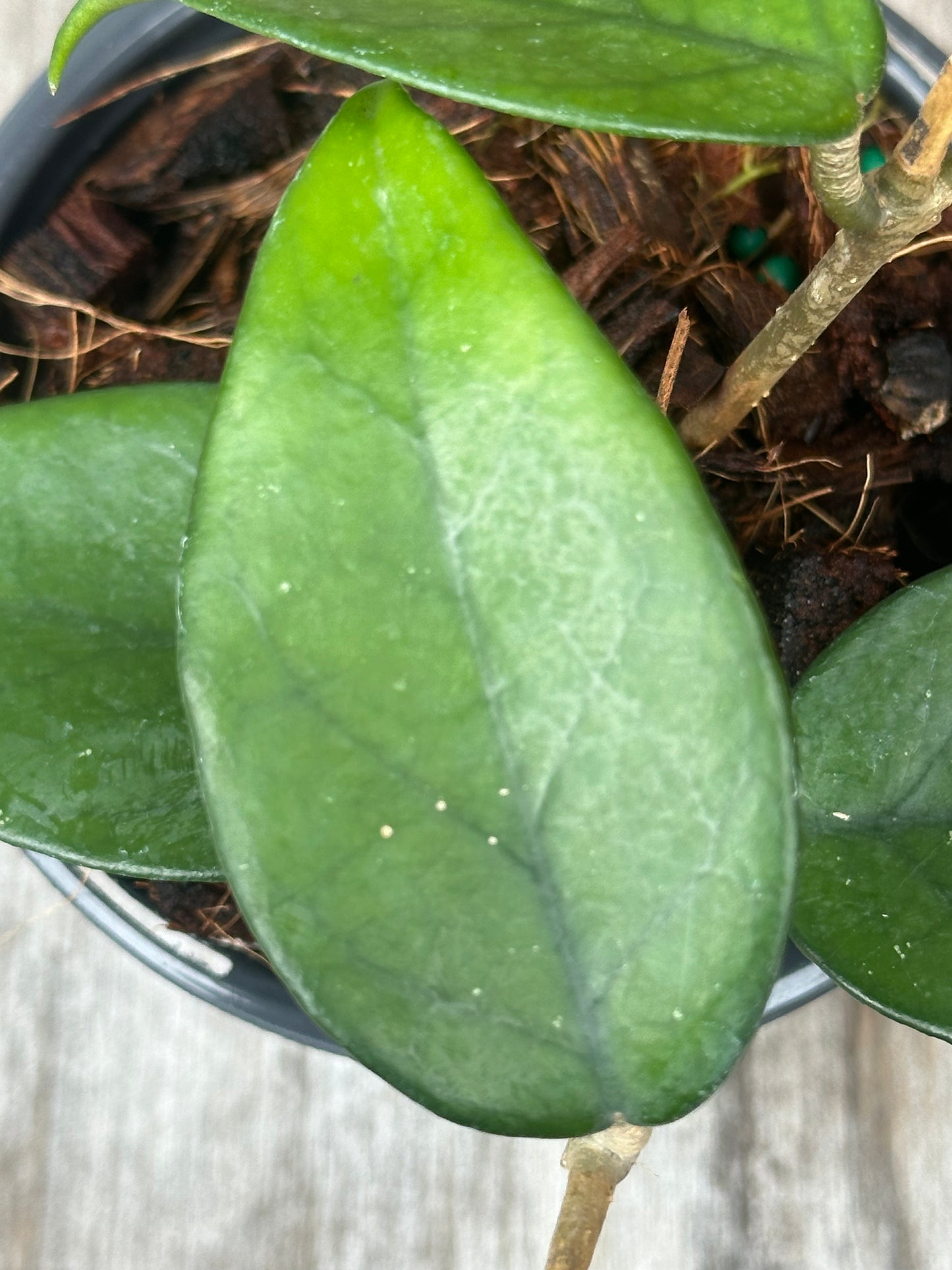 Close-up of Hoya Nutans, showcasing its lush green leaf detail, reflecting the exotic appeal of Next World Exotics' variegated tropical houseplants.