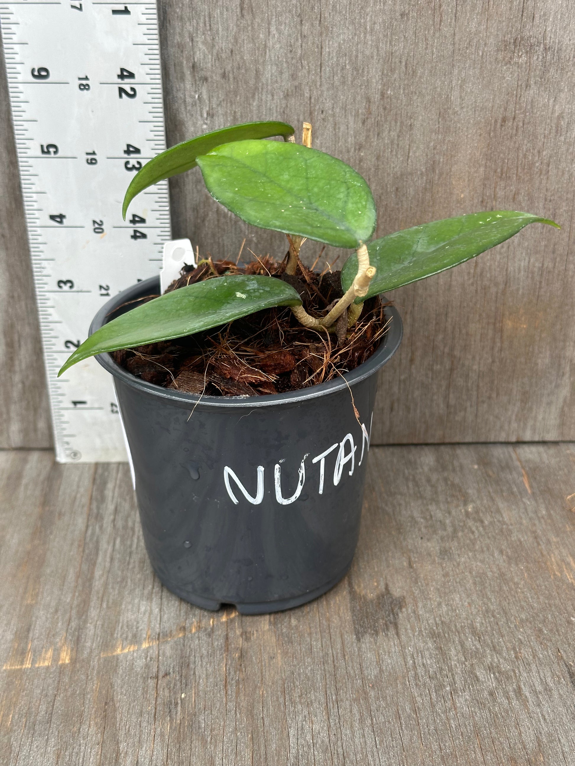 Hoya Nutans (117W10) in a decorative pot, showcasing its unique foliage, ideal for collectors seeking rare variegated tropical houseplants from Next World Exotics.