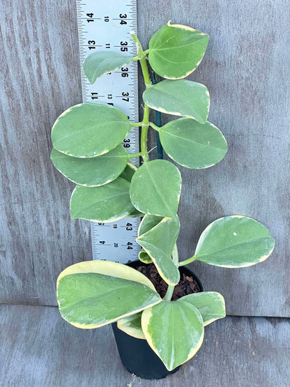 11 leaves on a pot plant Hoya Subquintuplinervis (formerly Pachyclada) 'Long Leaf' Albomarginat – Next World Exotics