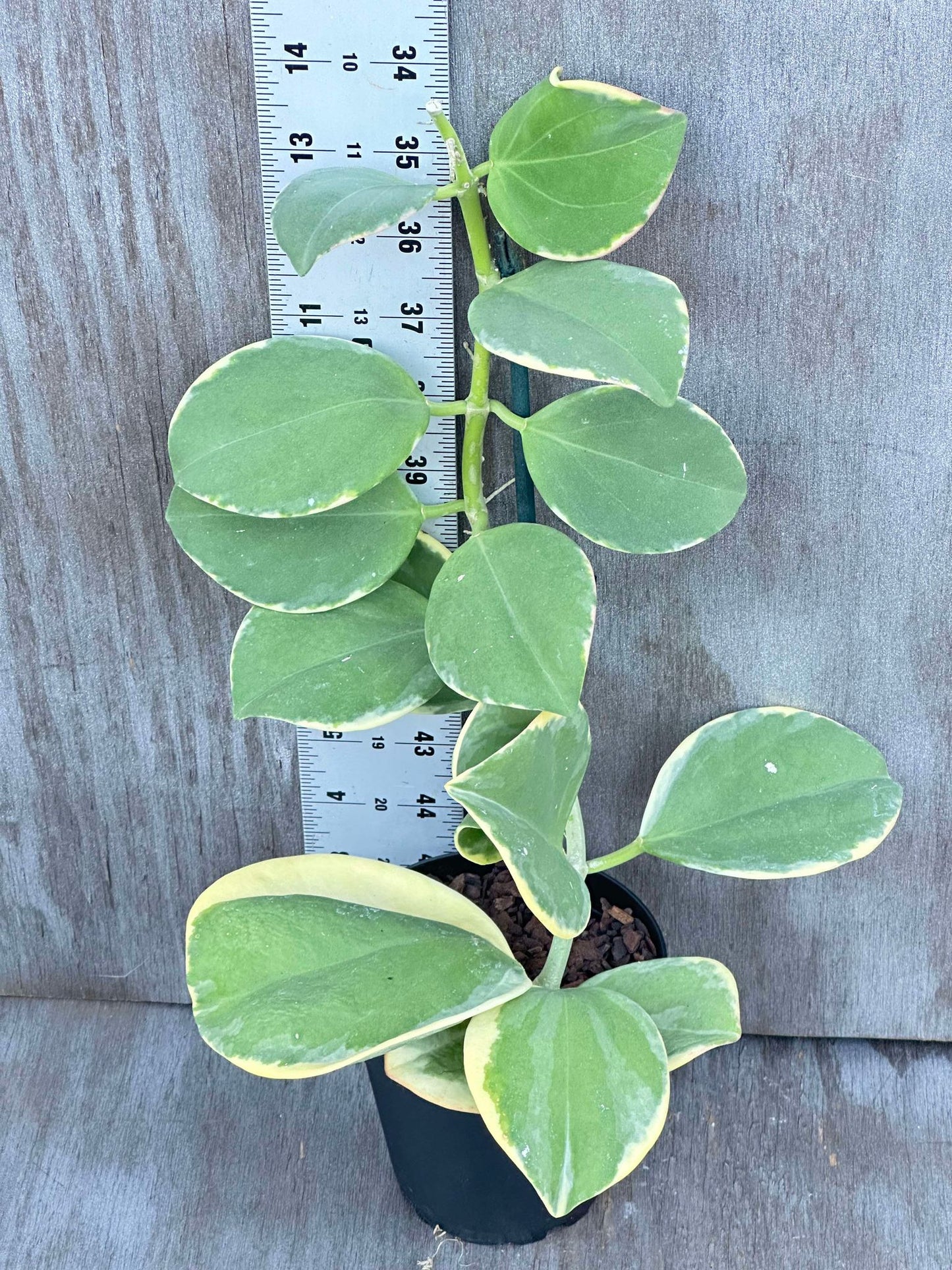 Hoya Subquintuplinervis 'Long Leaf' Albomarginata in a 4-inch pot with ruler for scale, showcasing its elongated, white-edged leaves.