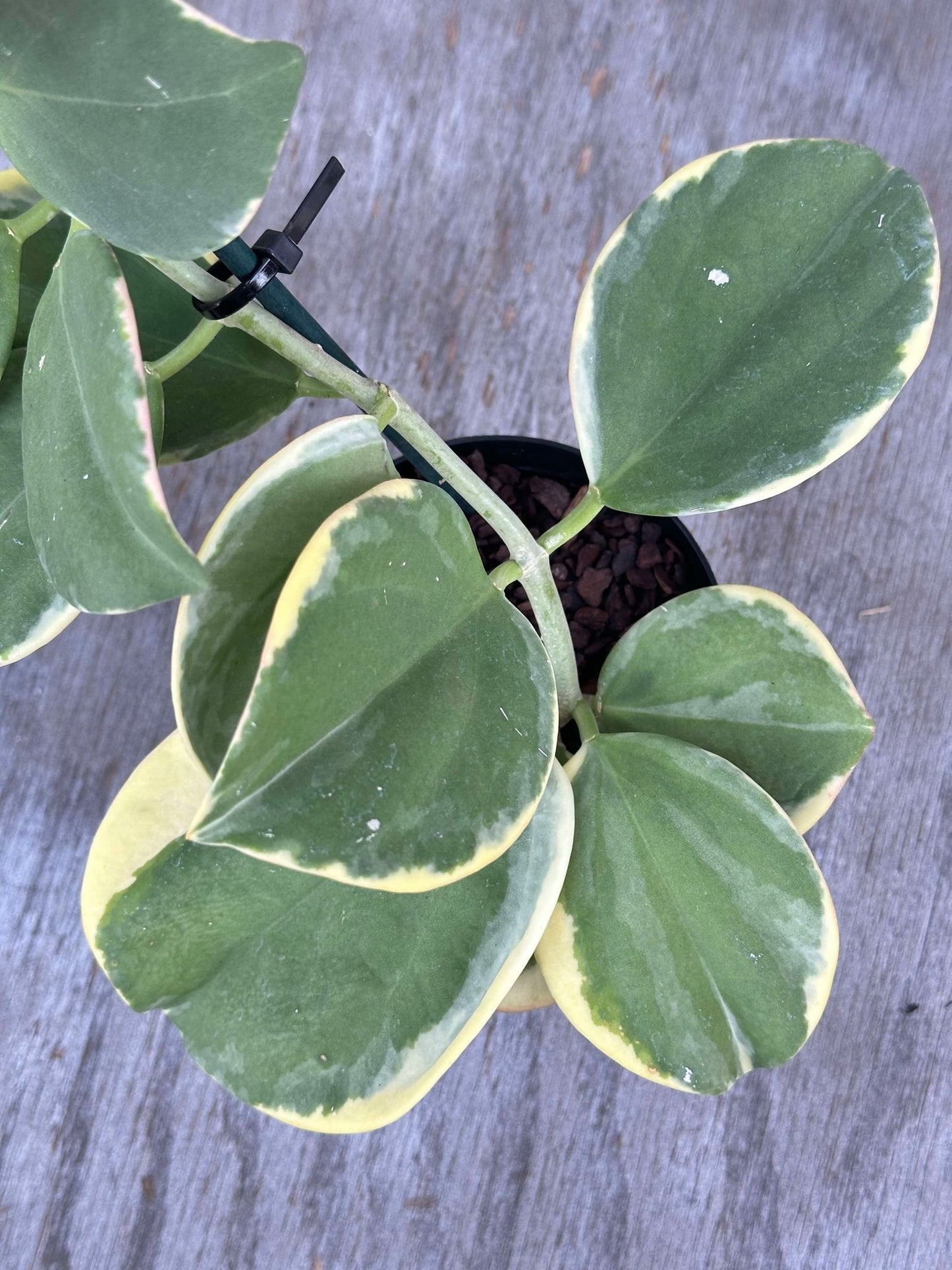 Close-up of Hoya Subquintuplinervis 'Long Leaf' Albomarginata with thick leaves edged in white, growing in a 4-inch pot.