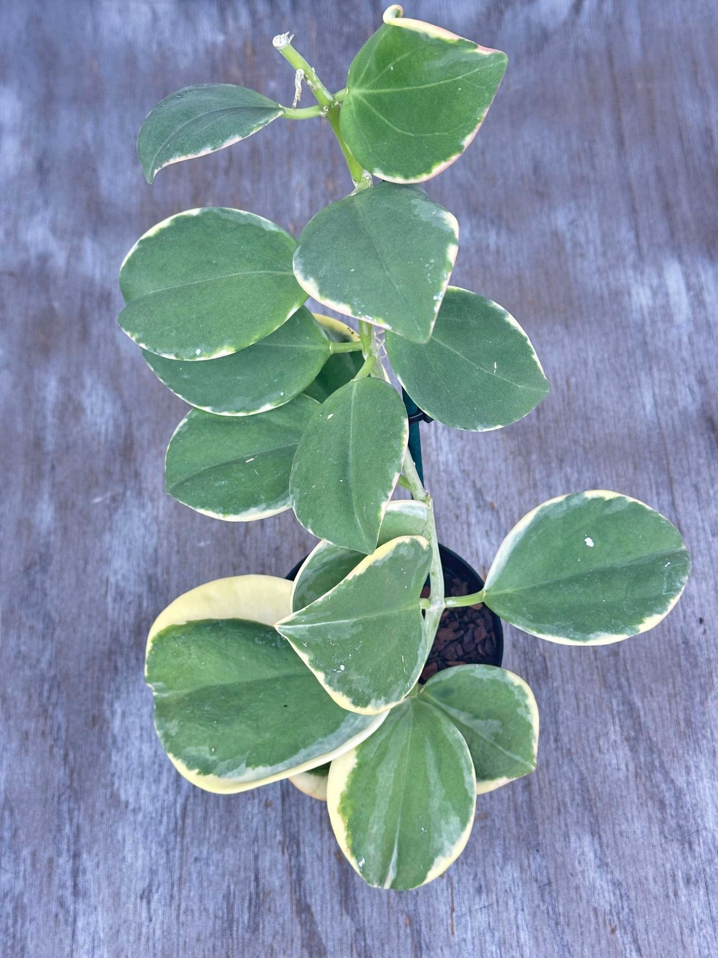 Hoya Subquintuplinervis 'Long Leaf' Albomarginata, close-up of its thick, green leaves with white edges, growing in a 4-inch pot.