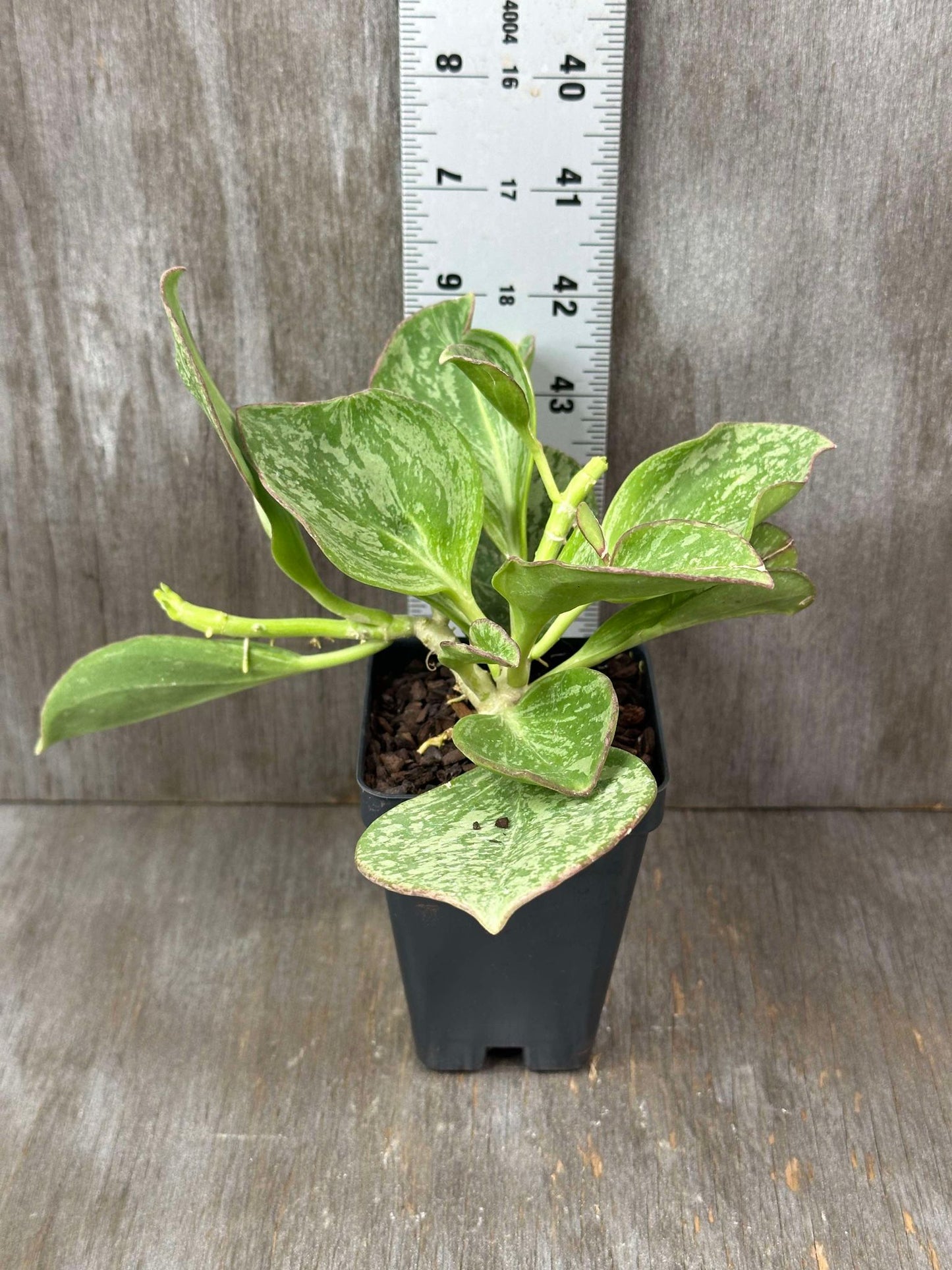 Hoya Subquintuplinervis (formerly Pachyclada) Splash (HSS1) 🌱 in a 2.5-inch pot with a ruler for scale, showcasing bushy, thick leaves.