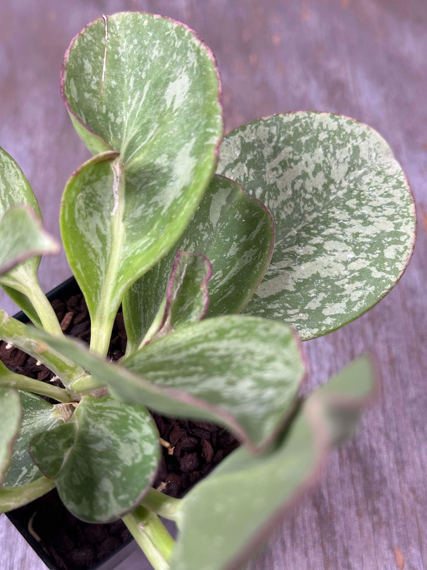 Close-up of a Hoya Subquintuplinervis (formerly Pachyclada) Splash (HSS1) 🌱, highlighting its thick, succulent leaves with a blend of silver and green.