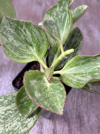 Close-up of Hoya Subquintuplinervis (formerly Pachyclada) Splash (HSS1) 🌱 showing its thick, silver and green succulent leaves in a 2.5-inch pot.