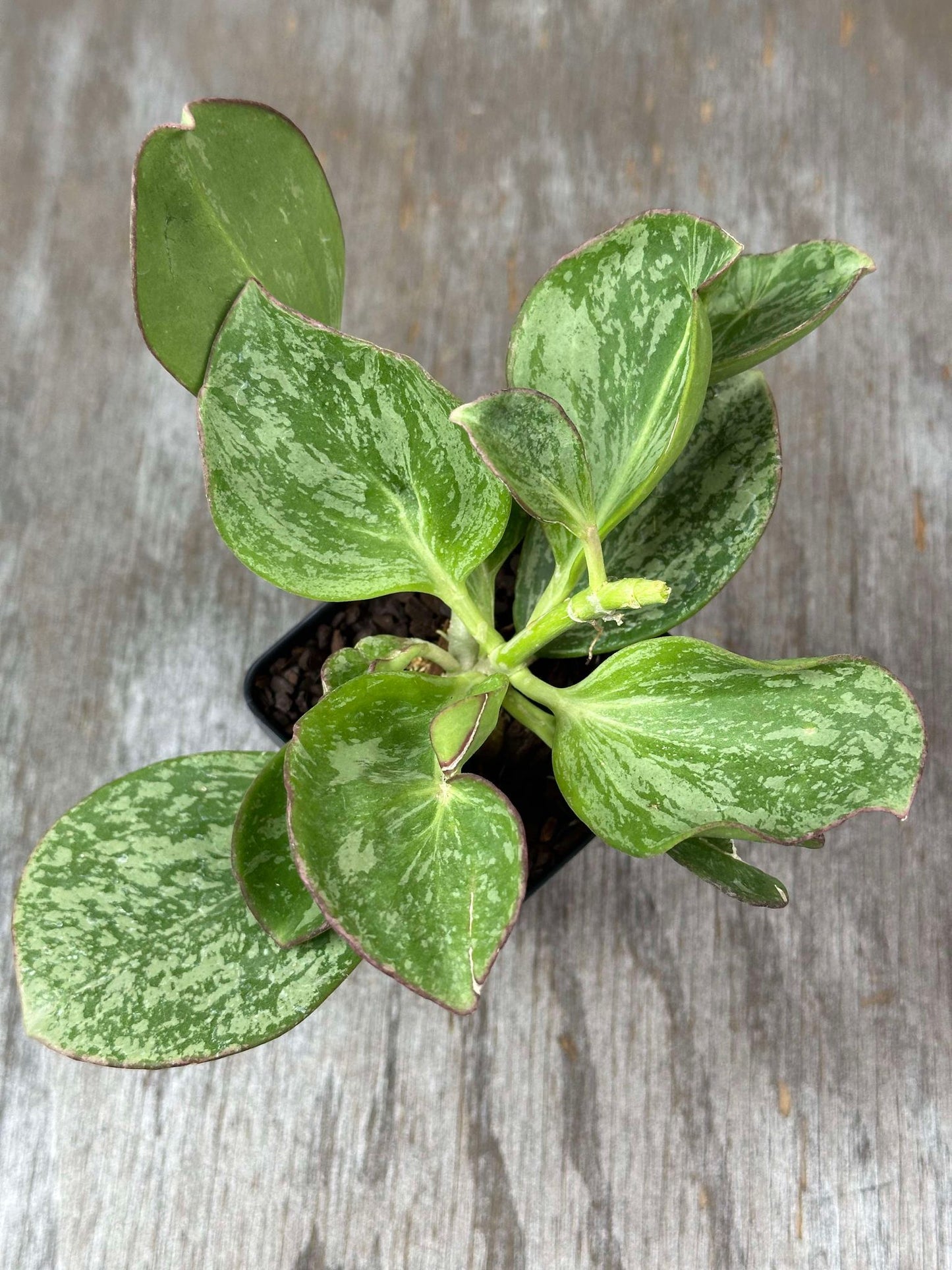 Hoya Subquintuplinervis Splash (HSS1) plant in a 2.5-inch pot, showcasing thick, succulent leaves with silver and green speckles.