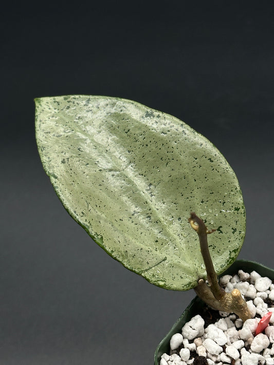 Hoya Parasitica 'Heart Leaf Silver' in a 2.25-inch pot, showcasing its distinct heart-shaped leaves, perfect for exotic plant enthusiasts.